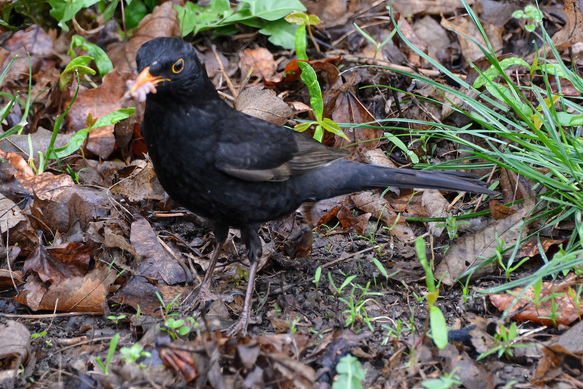 Eurasian Blackbird - ML621135044