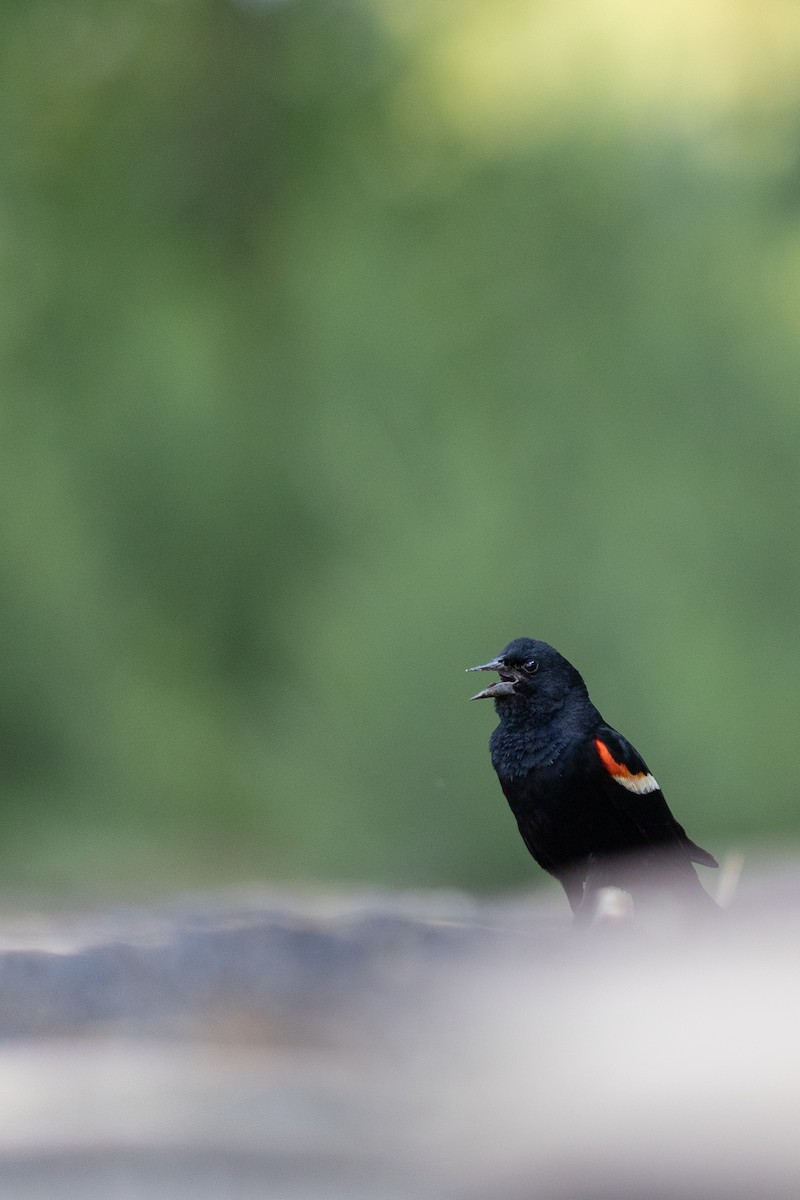 Red-winged Blackbird - Karim Bouzidi