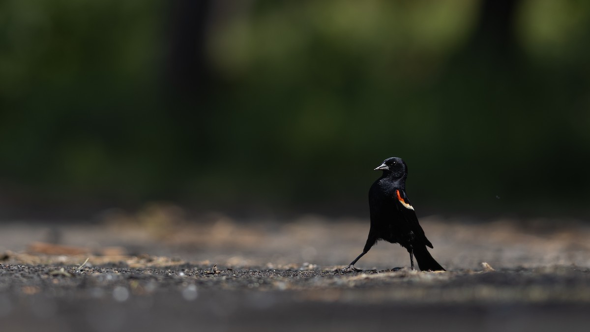 Red-winged Blackbird - ML621135089