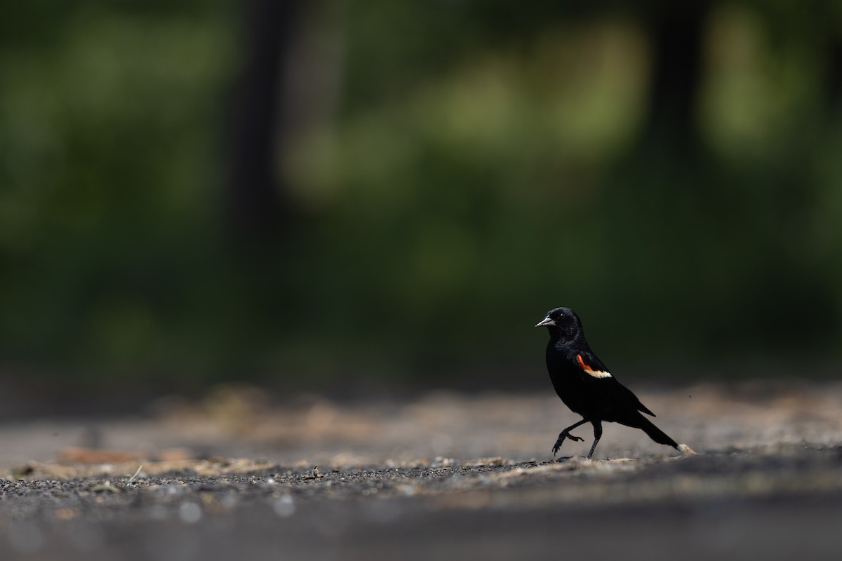 Red-winged Blackbird - ML621135090