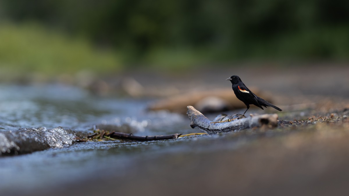 Red-winged Blackbird - ML621135091