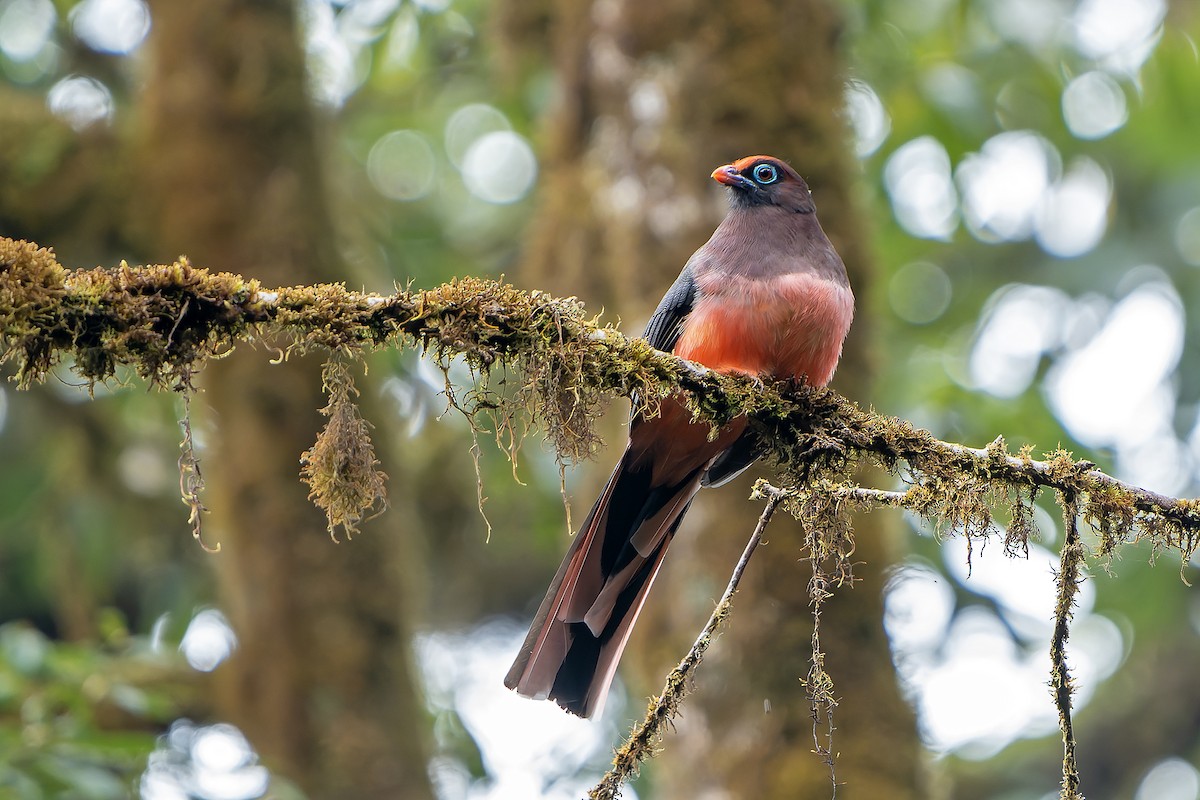 Ward's Trogon - ML621135129