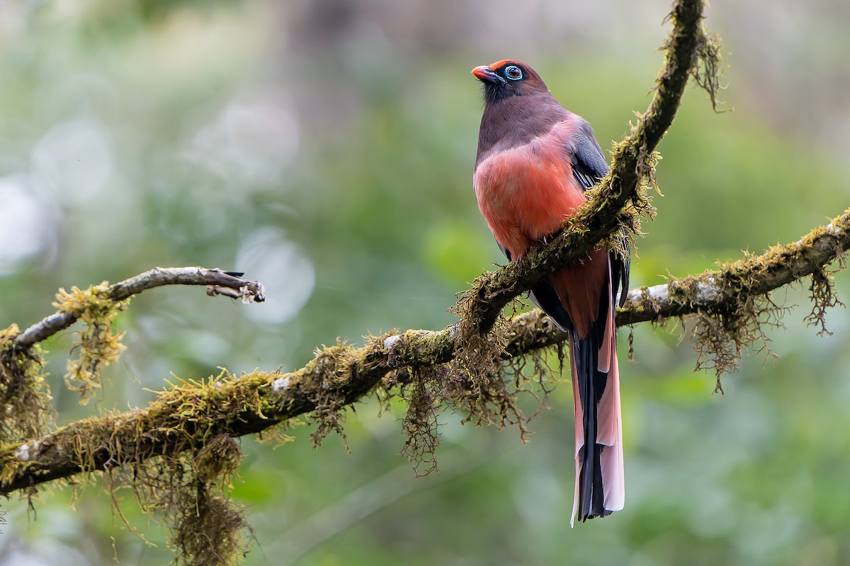 Ward's Trogon - ML621135133