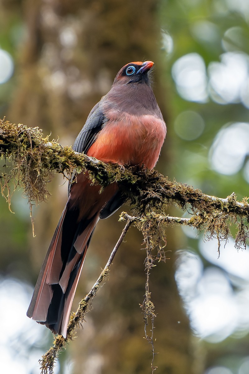 Ward's Trogon - ML621135155