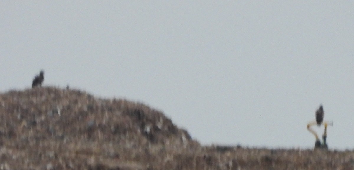 Белоголовый орлан - ML621135166