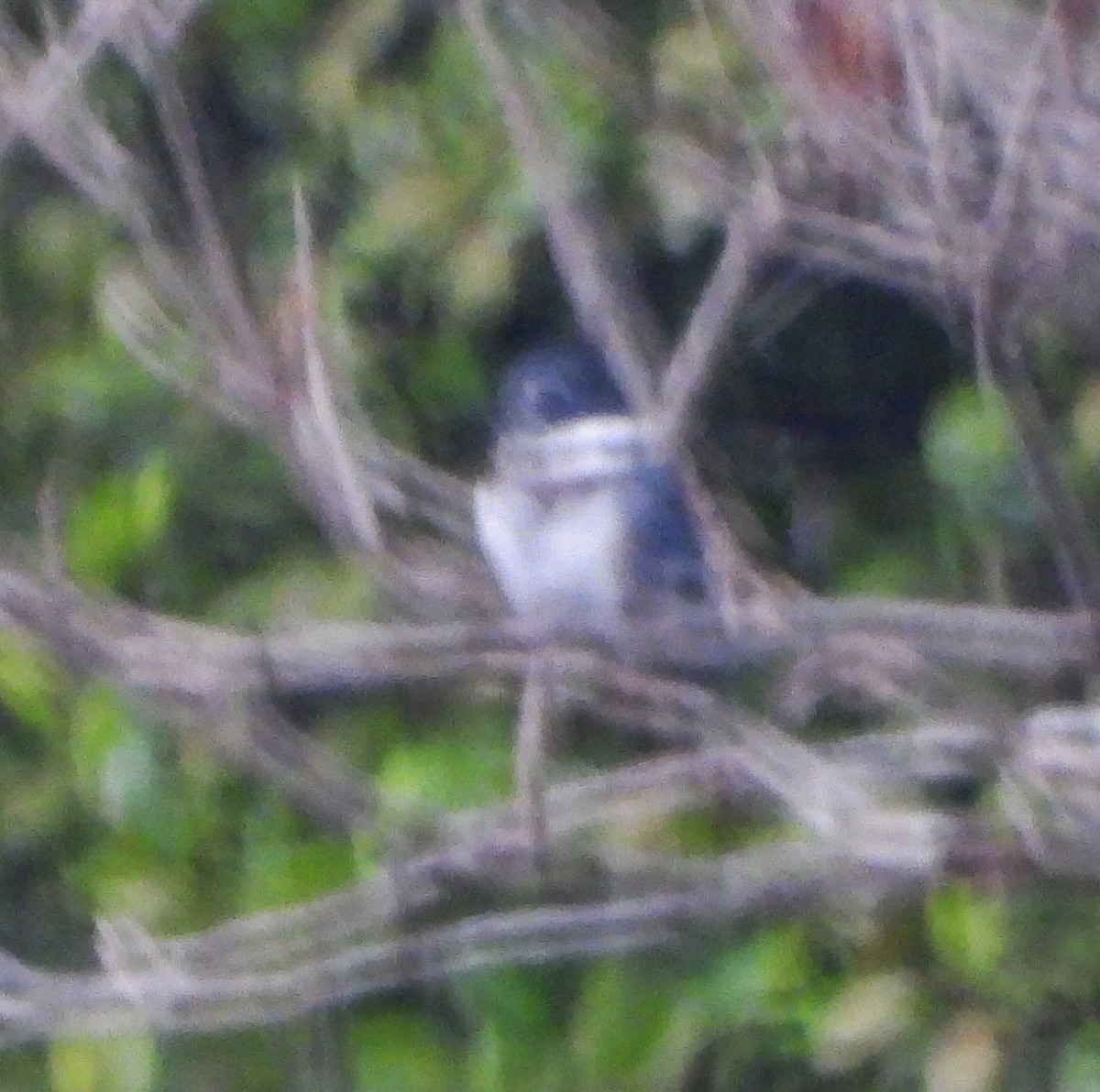 Belted Kingfisher - ML621135174