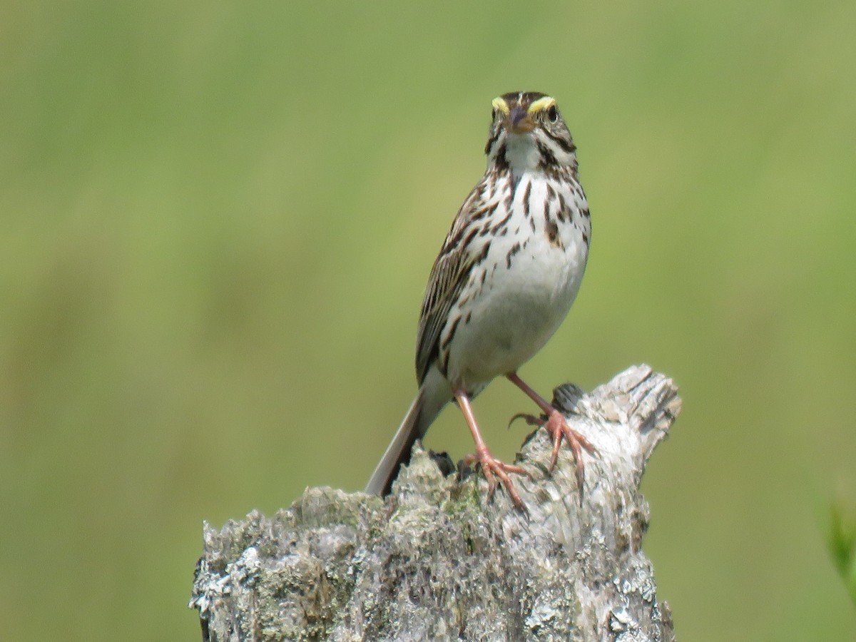Savannah Sparrow - ML621135179