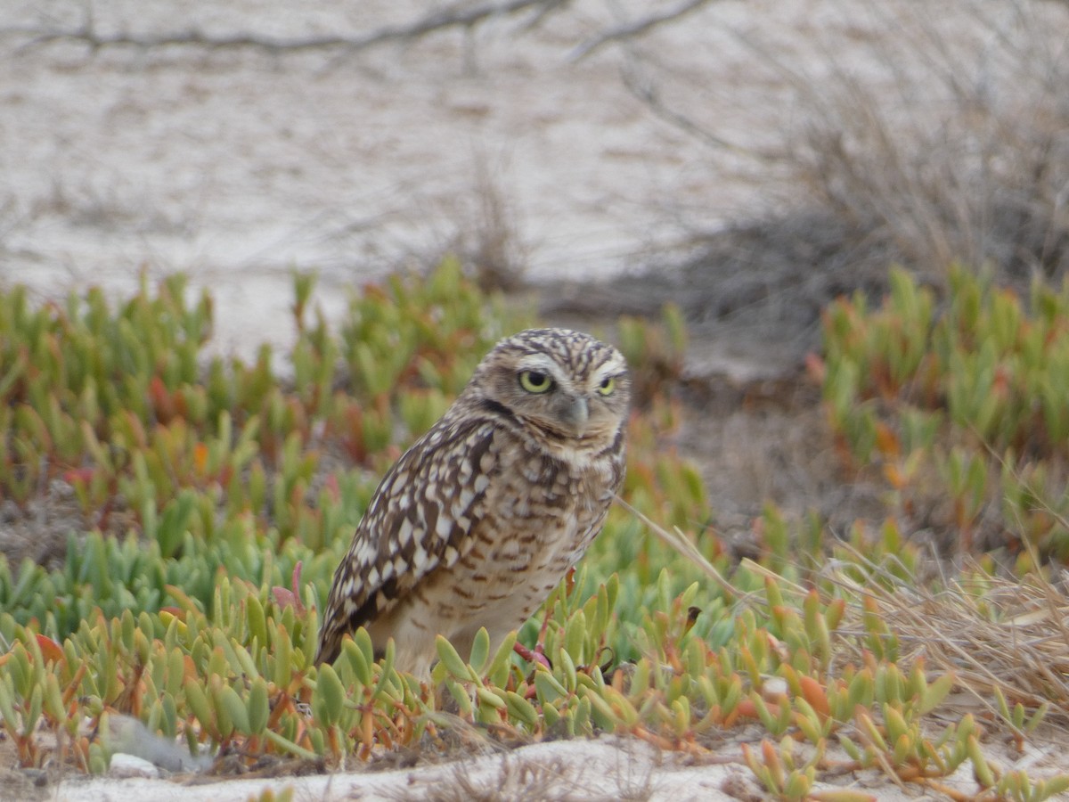 Burrowing Owl - ML621135247