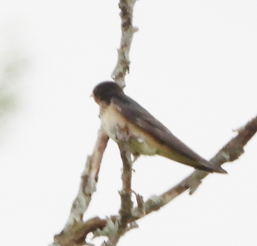 Barn Swallow - ML621135253