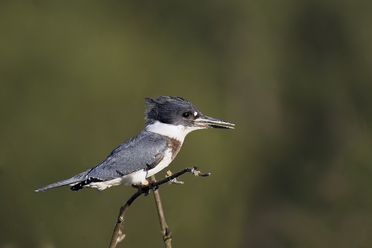 Belted Kingfisher - ML621135324