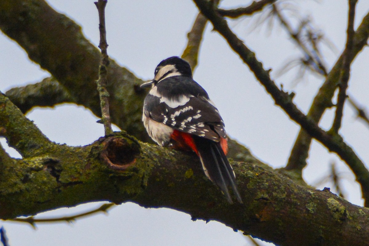 Great Spotted Woodpecker - ML621135326