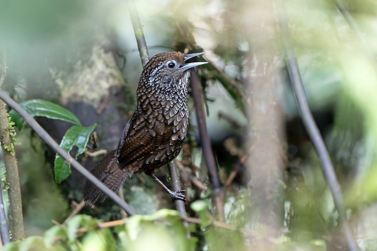 Cachar Wedge-billed Babbler - ML621135356