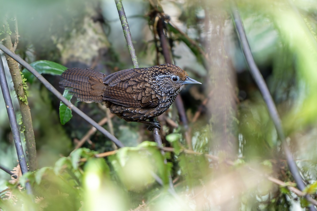 Cachar Wedge-billed Babbler - ML621135373