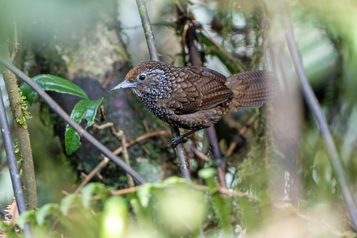 Cachar Wedge-billed Babbler - ML621135374