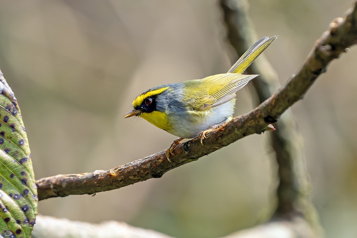 Black-faced Warbler - ML621135393