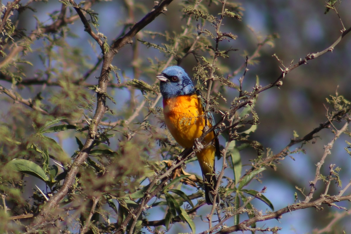 Blue-and-yellow Tanager - ML621135420