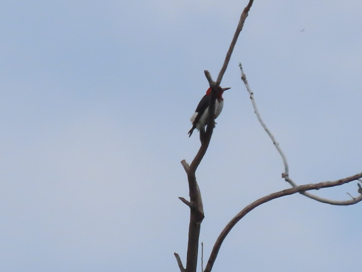 Red-headed Woodpecker - ML621135426