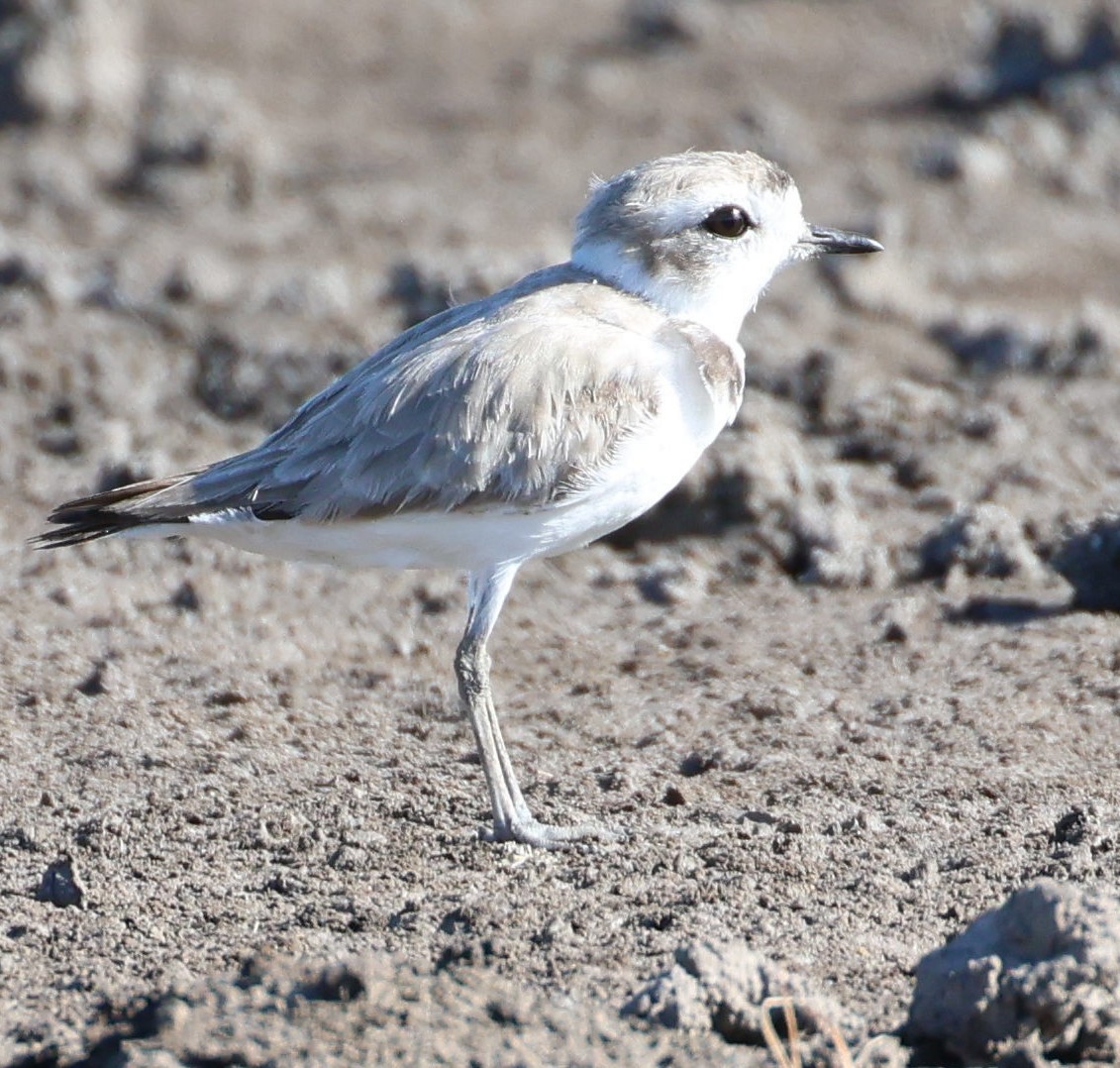 Snowy Plover - Kenneth  Thompson