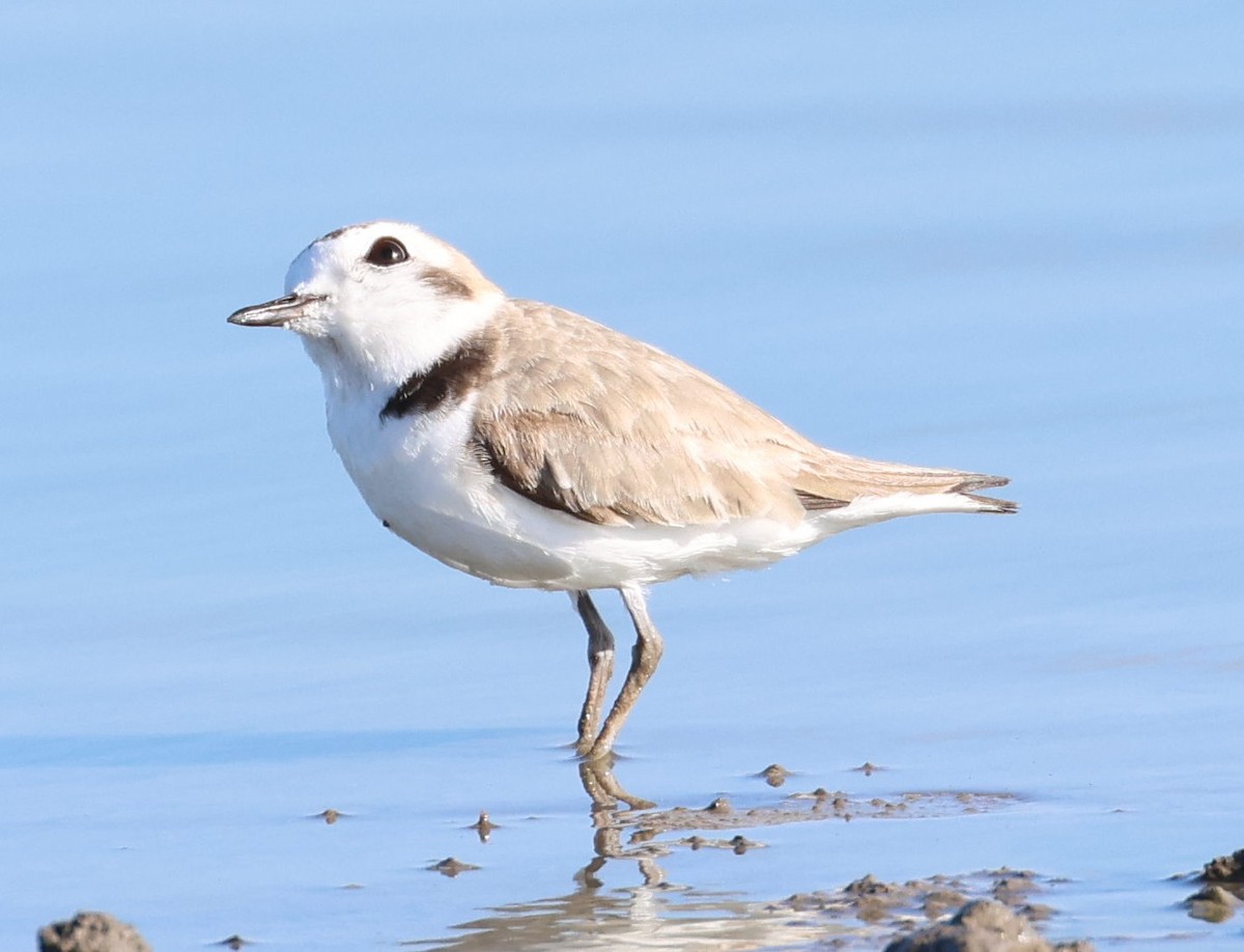 Snowy Plover - ML621135515