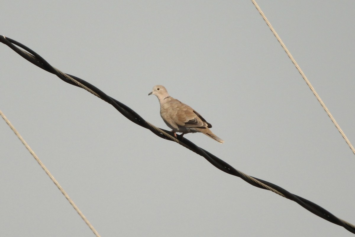 Eurasian Collared-Dove - ML621135516
