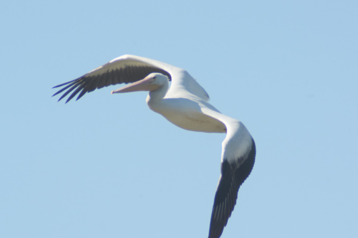 American White Pelican - ML621135521