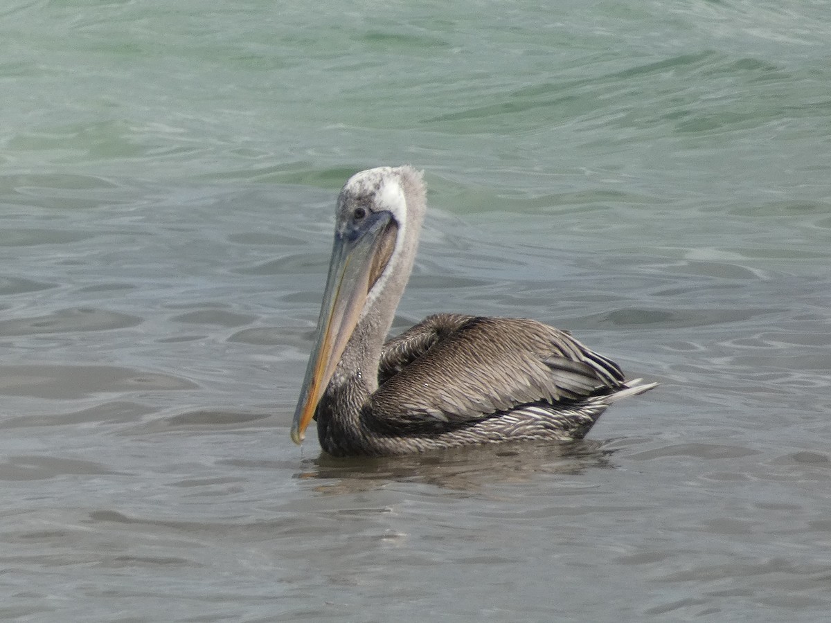 pelikán hnědý - ML621135525
