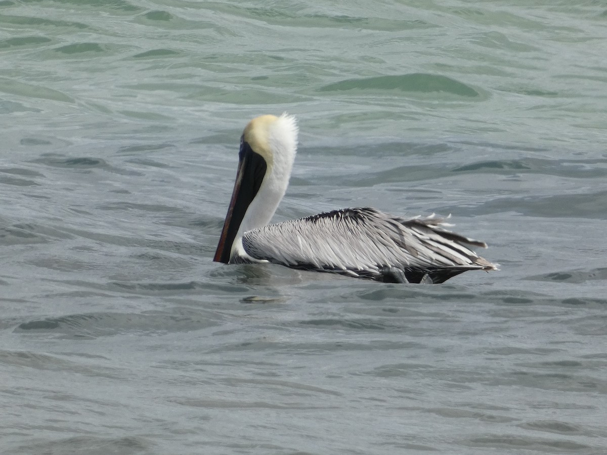 pelikán hnědý - ML621135526
