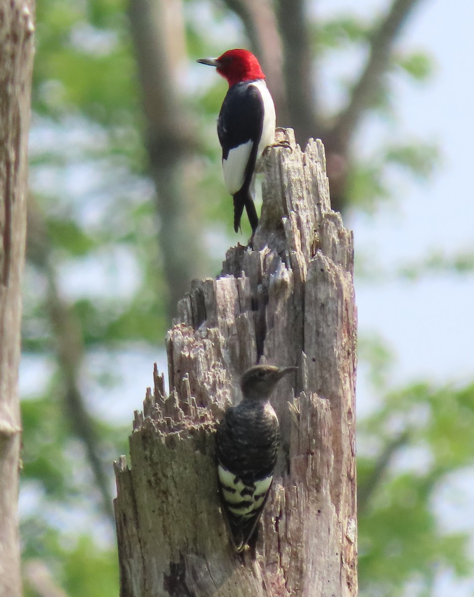 Red-headed Woodpecker - ML621135538