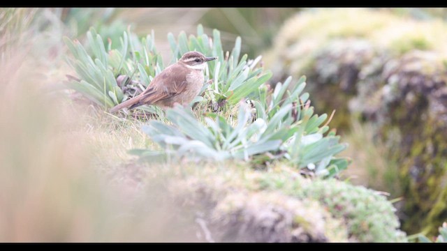 Chestnut-winged Cinclodes - ML621135540