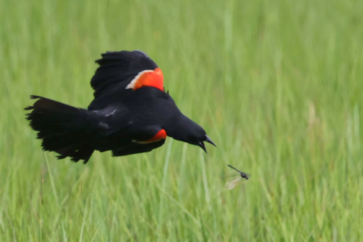 Red-winged Blackbird - ML621135553