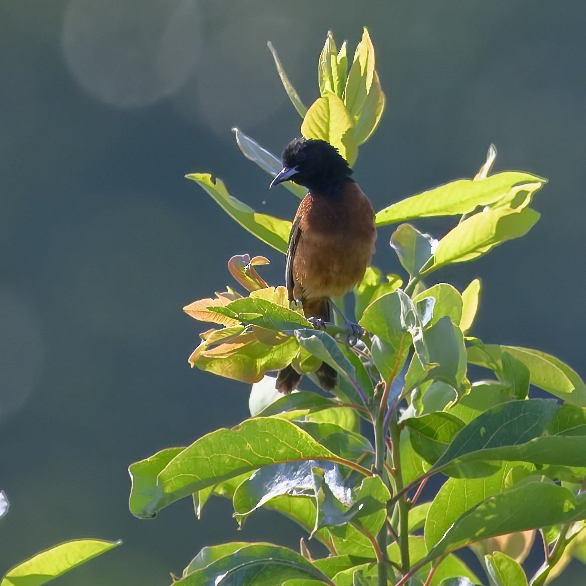Orchard Oriole - ML621135599
