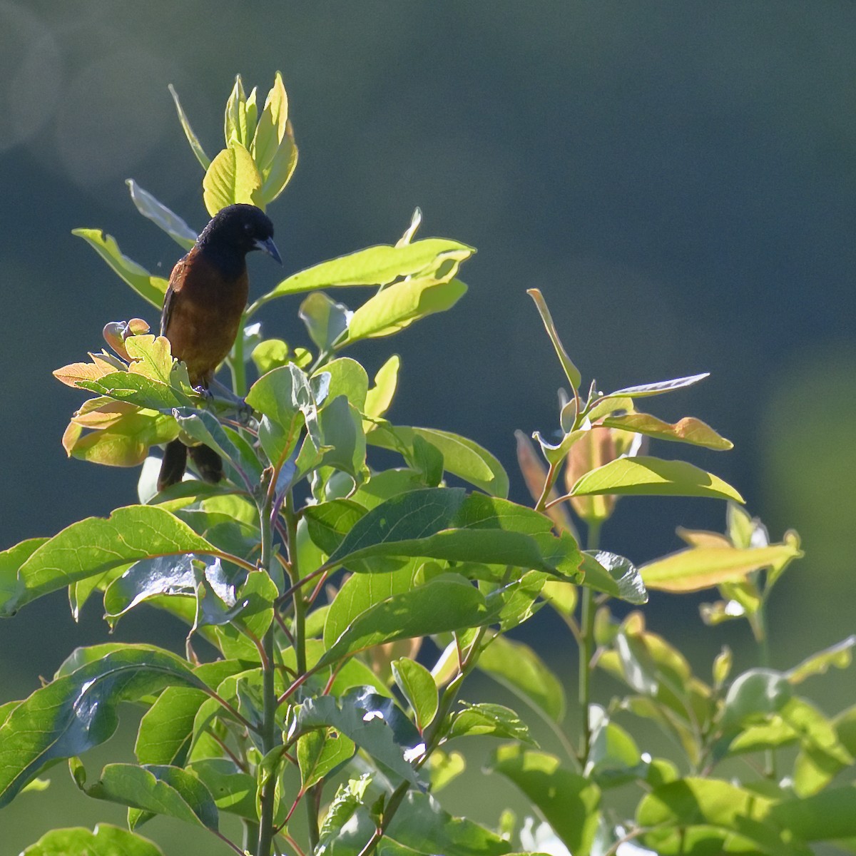 Orchard Oriole - ML621135601
