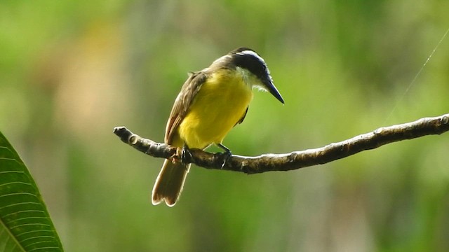 Lesser Kiskadee - ML621135608