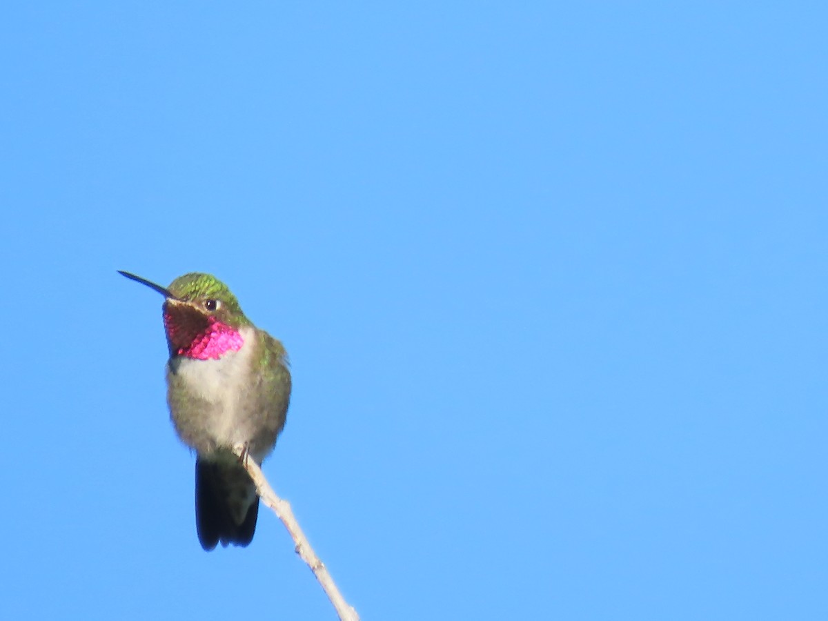 Broad-tailed Hummingbird - ML621135609
