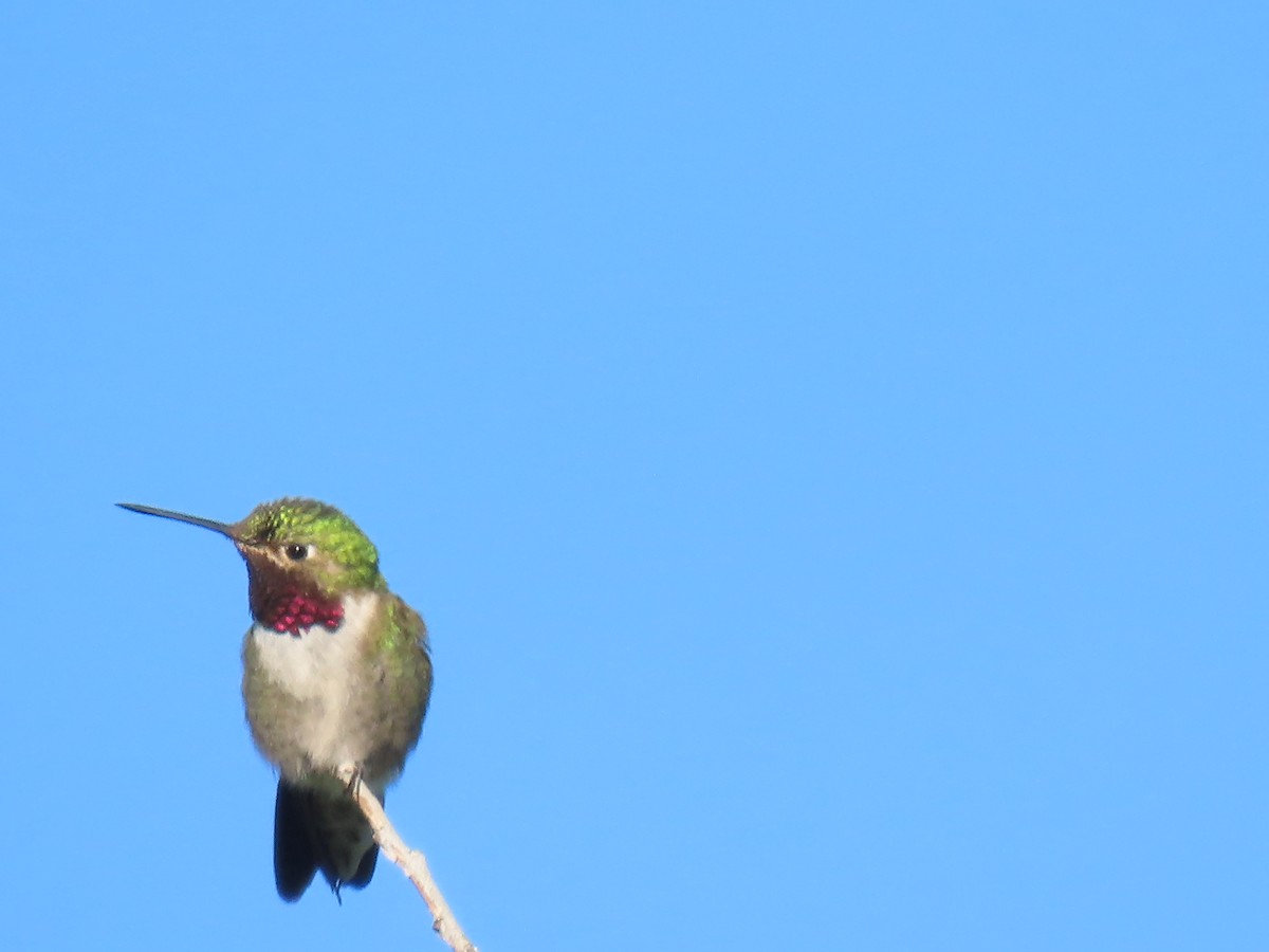 Broad-tailed Hummingbird - ML621135614