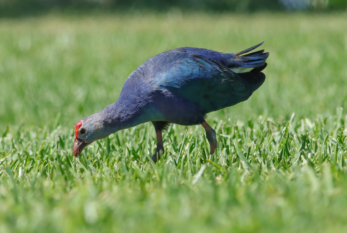 slípka šedohlavá - ML621135626