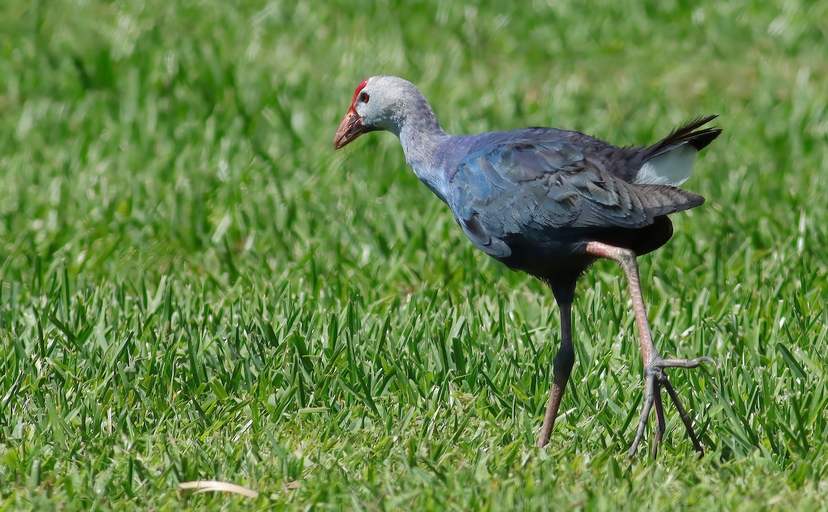 slípka šedohlavá - ML621135628