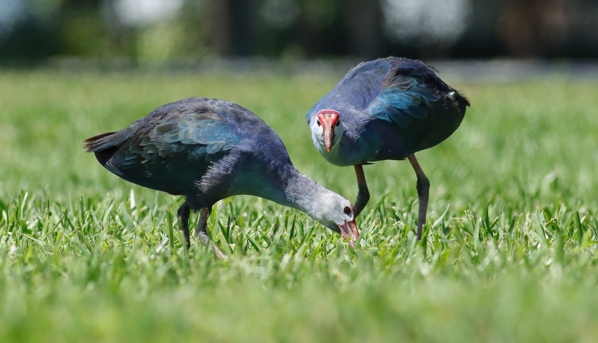 slípka šedohlavá - ML621135630