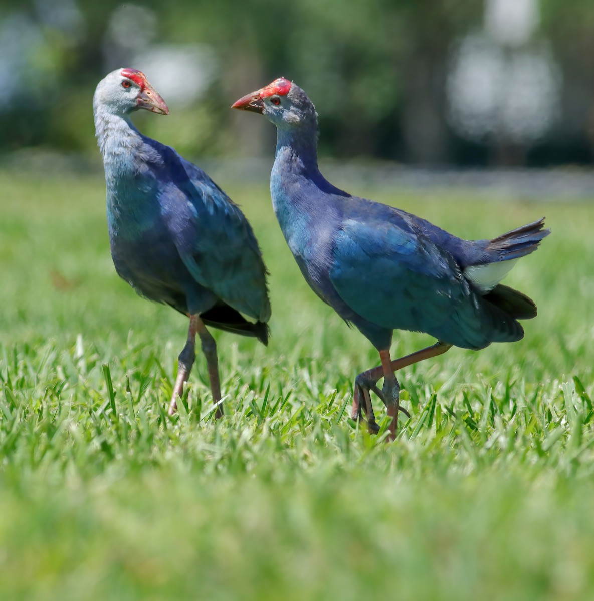 slípka šedohlavá - ML621135631