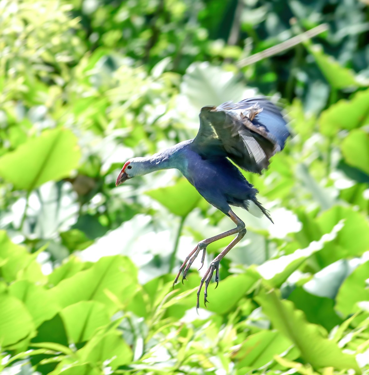 slípka šedohlavá - ML621135632