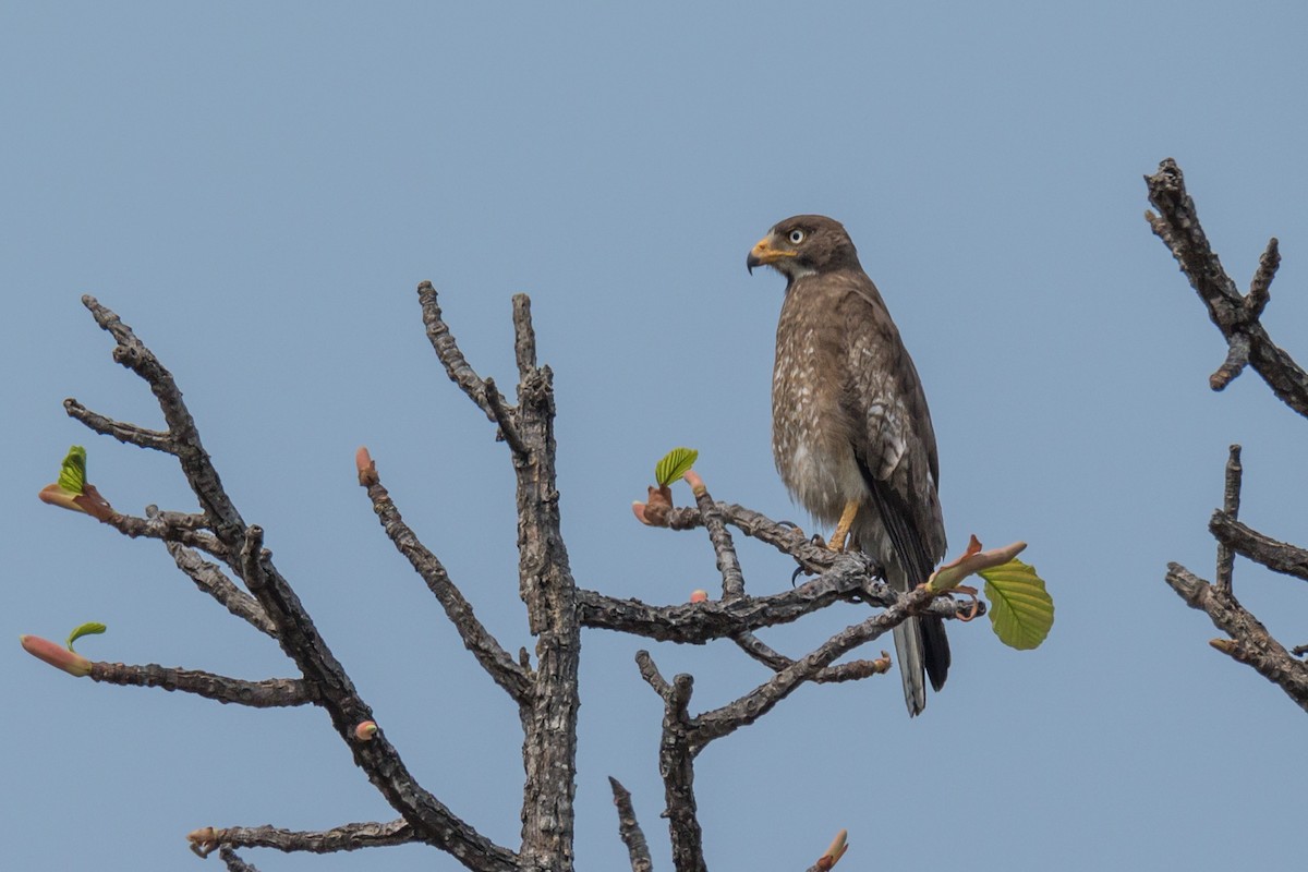 White-eyed Buzzard - Wich’yanan Limparungpatthanakij