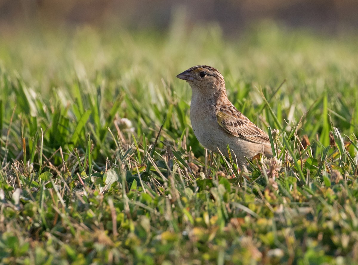 Grasshopper Sparrow - ML621135818