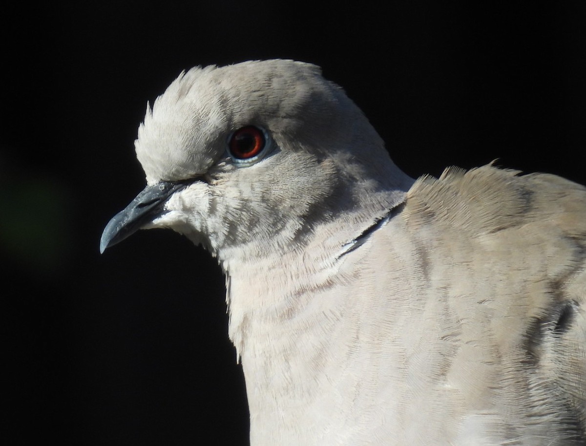 Eurasian Collared-Dove - ML621135820
