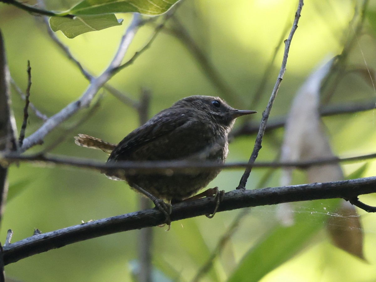 Pacific Wren (pacificus Group) - ML621135849