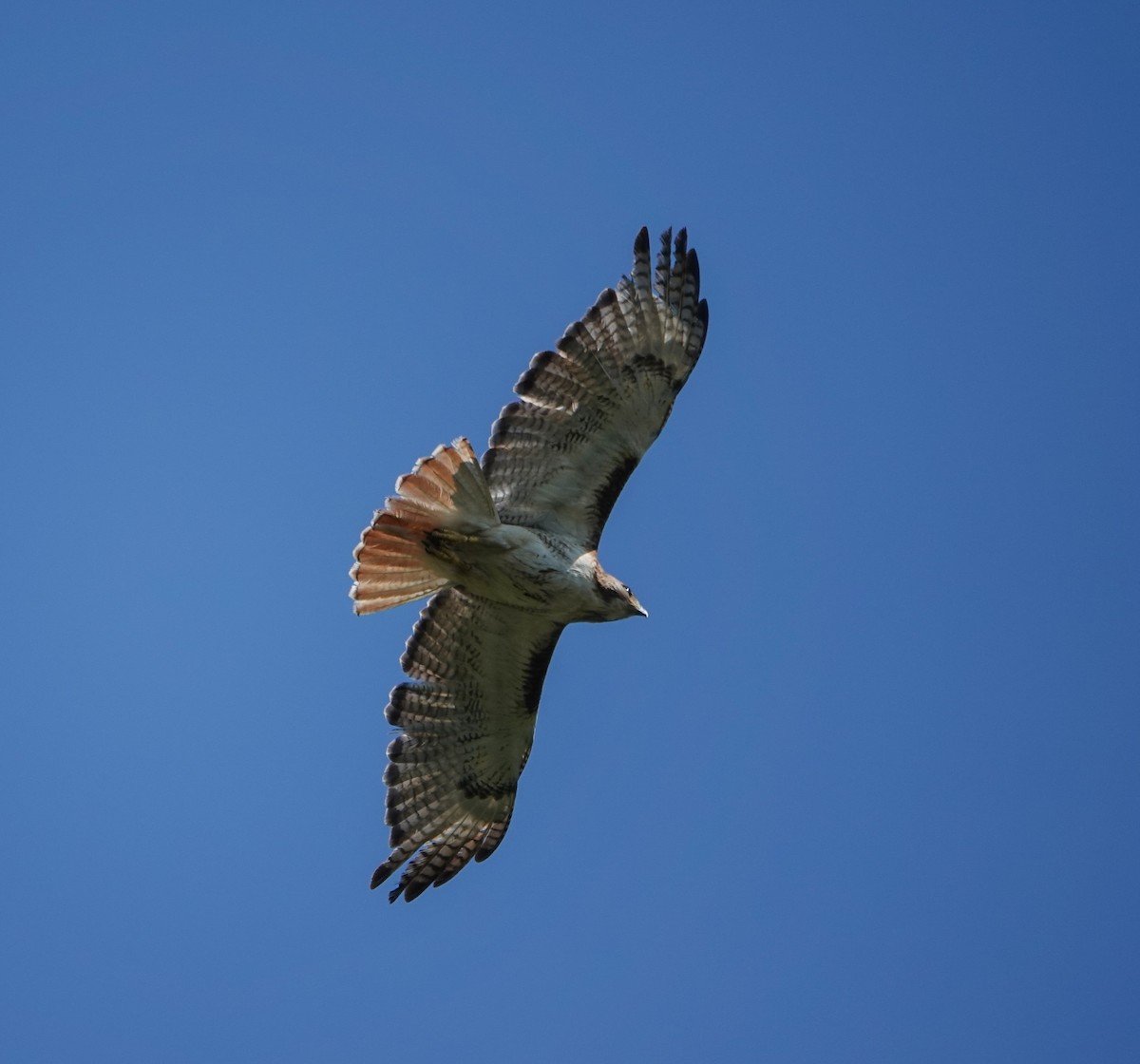 Red-tailed Hawk - ML621135876