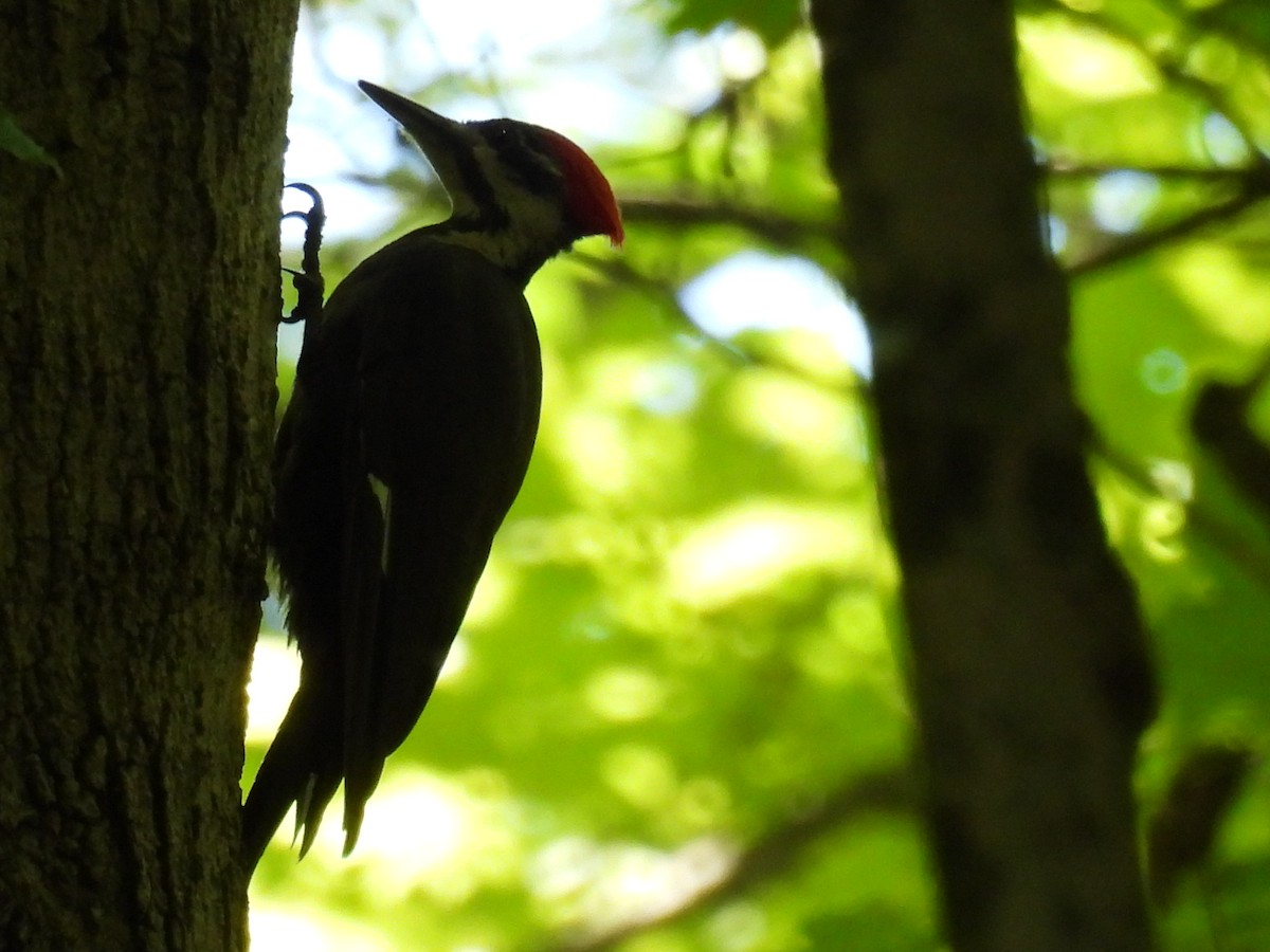 Pileated Woodpecker - ML621135884