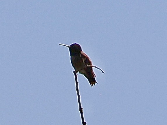 Black-chinned Hummingbird - ML621135889