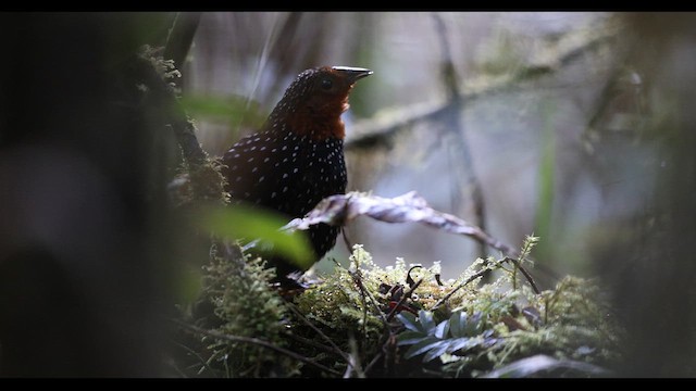 Ocellated Tapaculo - ML621135930