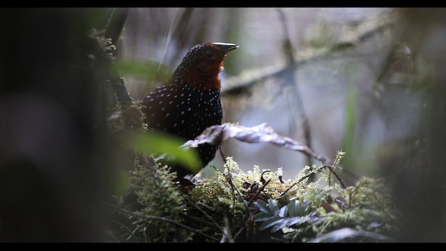 Tapaculo Ocelado - ML621135930