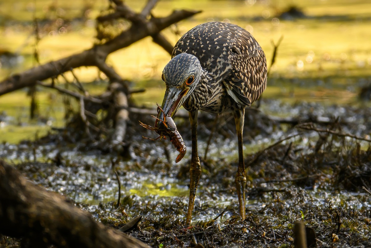 Yellow-crowned Night Heron - ML621135940